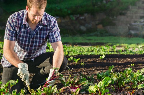 A man dressed in a checkered shirt, kneeling in a well-maintained garden, is harvesting or tending to a row of leafy green vegetables, possibly beetroot or chard, with dark soil and neatly aligned beds visible in the background. The garden features lush, healthy plants with vibrant green foliage, bordered by a hedge or shrubbery, and the environment appears sunny with natural daylight, suggesting a residential outdoor space in Finsbury Park. This scene exemplifies outdoor gardening practices, supported by professional landscaping services such as those offered by Landscapers Finsbury Park, focusing on vegetable gardening and garden maintenance for local properties.