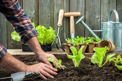 A close-up view of a gardener's hands planting young green lettuce seedlings into rich, dark soil within a landscaped garden area. In the background, there are gardening tools such as a trowel, watering can, and a small pot with a leafy green plant, resting on a weathered wooden surface. A well-maintained wooden fence provides a natural backdrop, highlighting the outdoor environment typical of a residential garden in Finsbury Park. The scene emphasizes healthy, well-tilled soil suitable for vegetable planting, with fresh green foliage contrasting against the brown earth. This image showcases practical gardening activities that a professional landscaper like Landscapers Finsbury Park might undertake, focusing on flower bed and vegetable garden creation, aligned with outdoor landscaping and gardening services in the local area. The lighting suggests a bright, cloudy day, ideal for planting and outdoor maintenance, capturing a professional yet natural gardening moment that supports sustainable and attractive garden design in the Finsbury Park region.