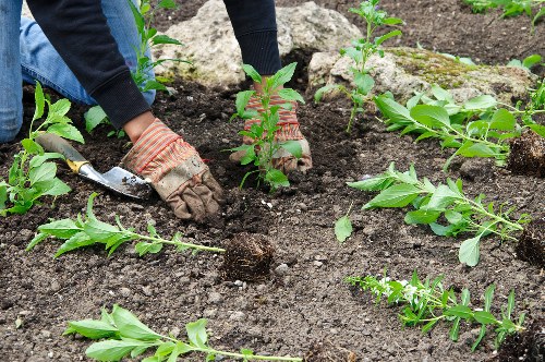 A gardener wearing striped gloves is planting young shrubs or bushes in a well-maintained garden bed with dark, rich soil. Surrounding the planting area are various green plants and small leaves, indicating a healthy, cultivated outdoor space typical of a residential garden in Finsbury Park. The garden bed appears to be sectioned with a few scattered rocks or stones along the edge, and the overall environment is lush with natural greenery, suggesting recent gardening or landscaping work. The scene is set outdoors under natural light, with a neat and orderly layout that includes freshly turned soil ready for planting. This type of gardening activity aligns with professional landscaping services provided by companies such as Landscapers Finsbury Park, who handle planting, garden design, and outdoor maintenance services in the area.