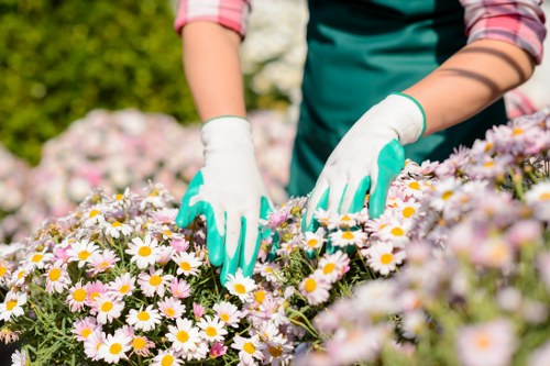 The image shows a person in gardening gloves working in a garden, tending to a flower bed filled with numerous pink and white daisies or similar flowering plants. The person's arms are visible, wearing a long-sleeved shirt with rolled-up sleeves, and they are using their hands to handle the flowers carefully. The background includes lush green foliage and trees, suggesting a well-maintained outdoor garden space, possibly part of a landscaped front or backyard in Finsbury Park, London. The garden features a dense cluster of vibrant flowering plants with natural soil visible at the edges of the flower bed. The overall scene is illuminated by bright daylight, indicating clear weather, and the focus on the flowers reflects a neat, healthy garden environment typical of professional gardening services by Landscapers Finsbury Park, blending natural beauty with careful maintenance.