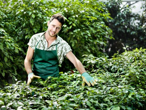 Professional trimming services in action
