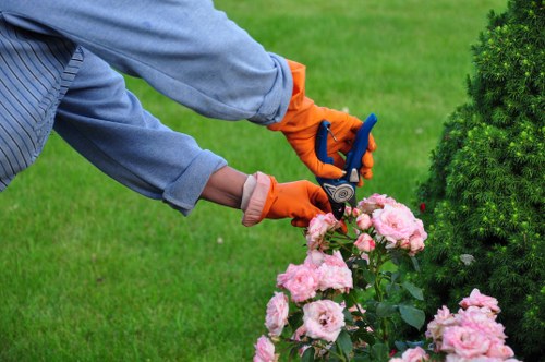 A gardener wearing a light blue long-sleeved shirt and bright orange gardening gloves is pruning a cluster of pink roses in a neatly maintained garden. The rose bushes are situated in a flower bed with dark, rich soil and green foliage, contrasting with the vibrant pink blossoms. In the background, a well-manicured lawn with lush green grass extends across the outdoor space, and a dense, well-trimmed evergreen shrub is visible on the right side of the image. The scene appears to be outdoors on a bright, clear day, with natural light highlighting the colors and textures of the plants. This type of gardening activity aligns with professional landscaping and garden maintenance services offered by companies like Landscapers Finsbury Park, focusing on ornamental plant care and outdoor aesthetic enhancement in the local area.